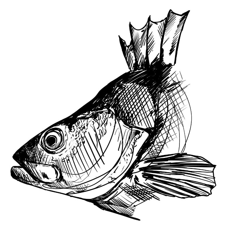 Perche - Pêche à la perche - Poisson préféré