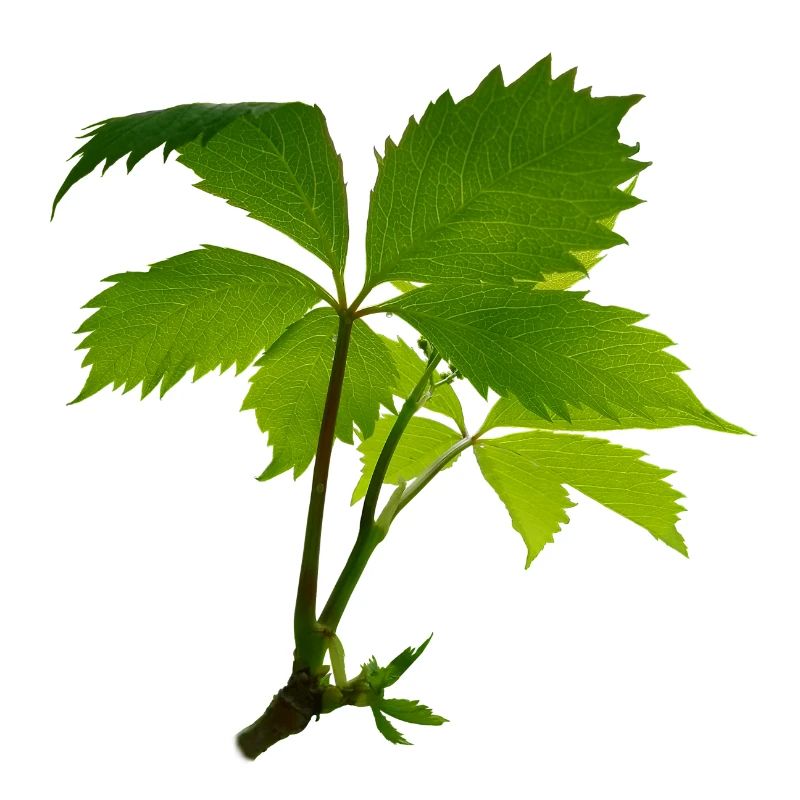 Jeune feuillage – branche verte de feuilles