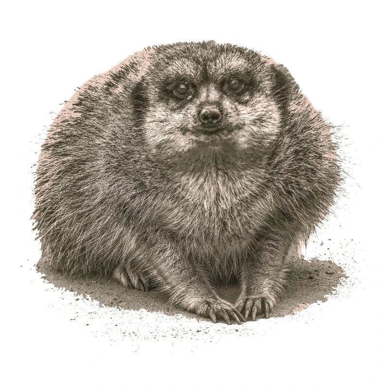 Suricate assis dans le sable