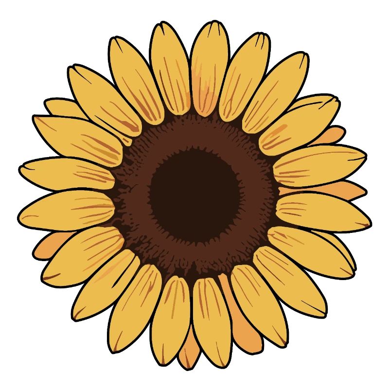 Sunflower illustration vector