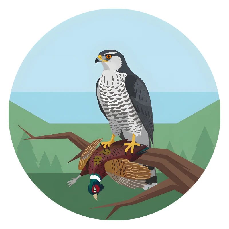 Goshawk with pheasant