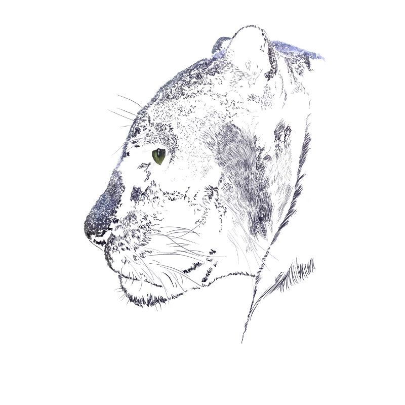 Panthère