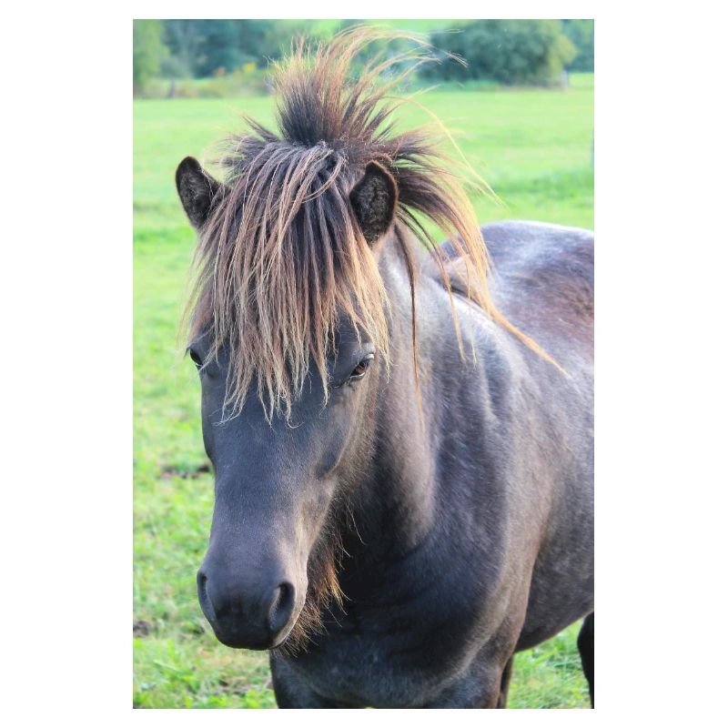 Affiche Cheval Cheval