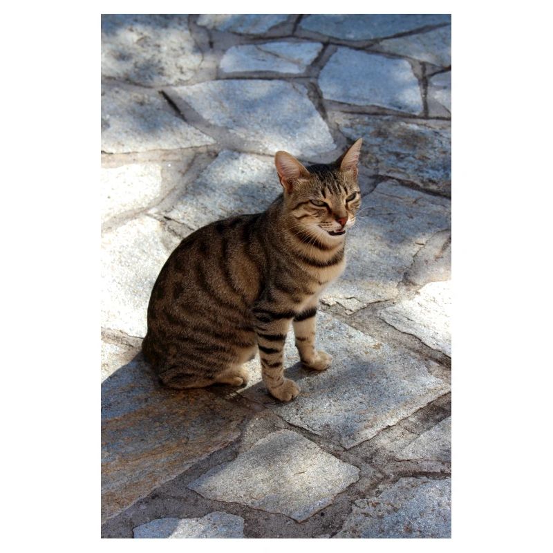 Cat Kitten