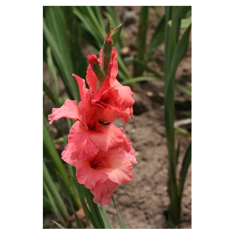 Glaïeul – amidon en fleurs