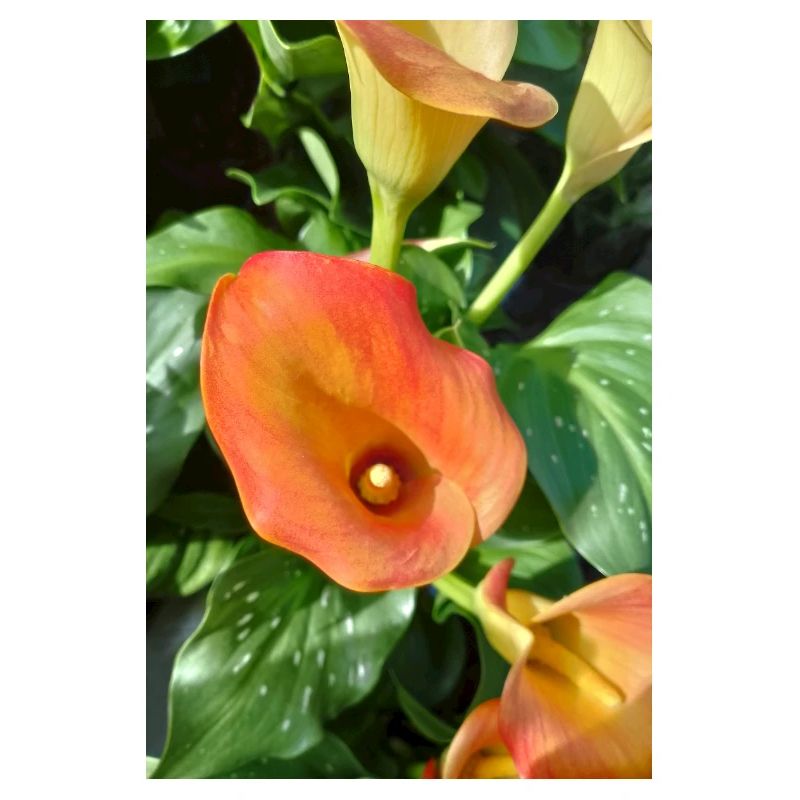 Orange Calla Blossom Magic