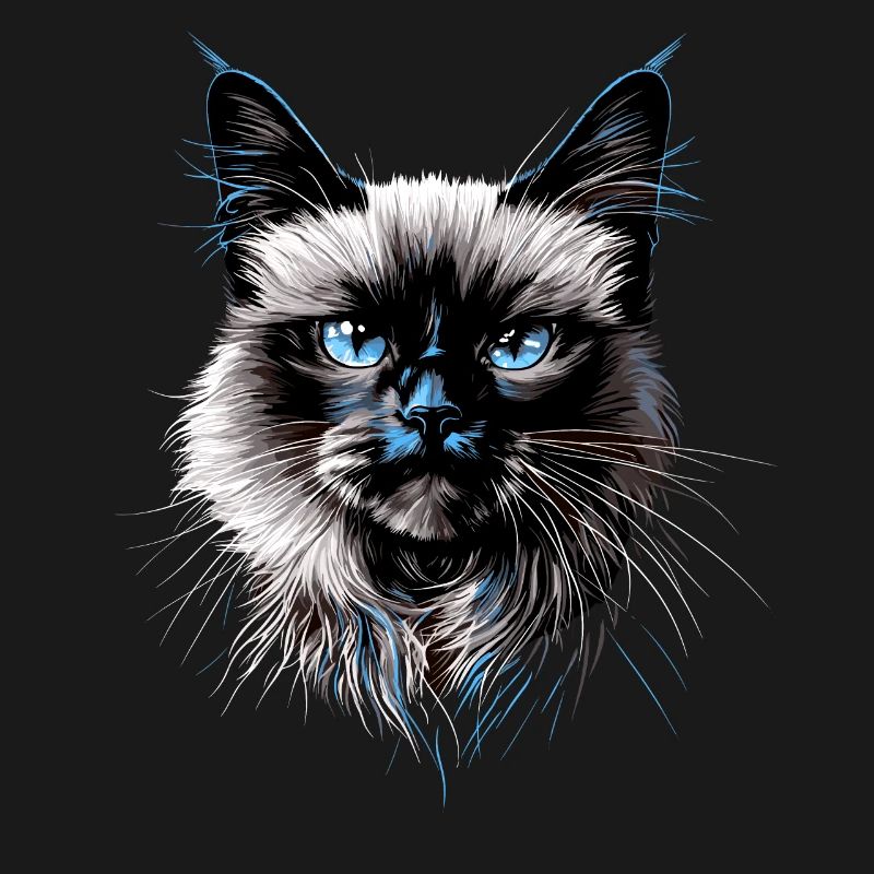 Chat Birman Chat Birman Sacré Chat Birman Mignon Chats Birmans