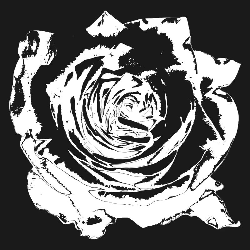Fleur Blanche Fleurs Blanches Fleurs Blanches Fleurs Blanches