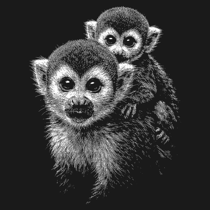Squirrel monkey
