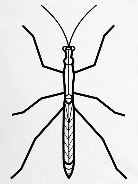 Stick-Insekt
