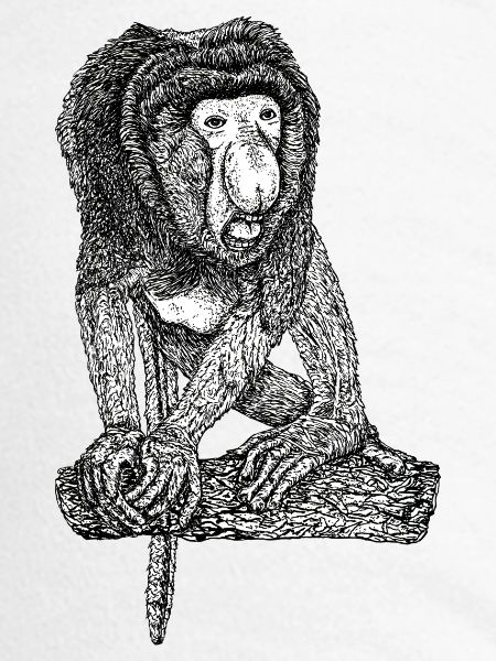 proboscis monkey