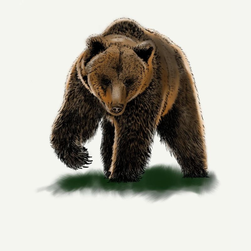 bear