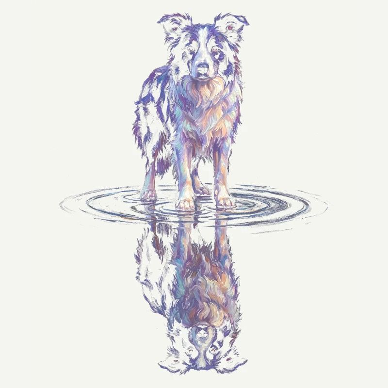 Border Collie Water Reflection