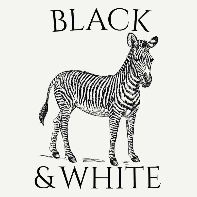 Black & White Vector Zebra – Tierdesign