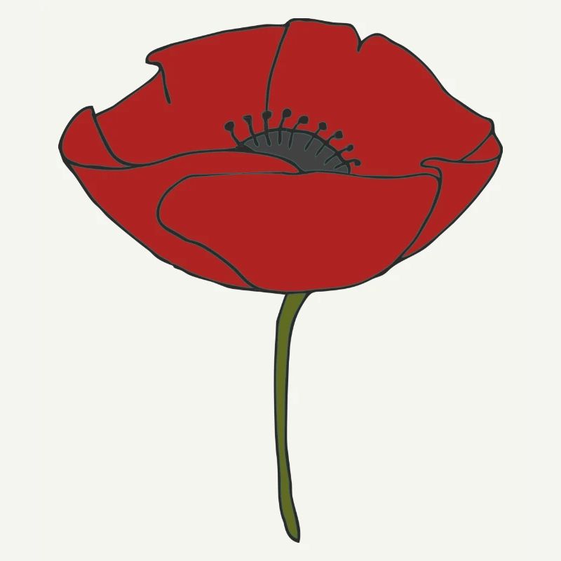 corn poppy
