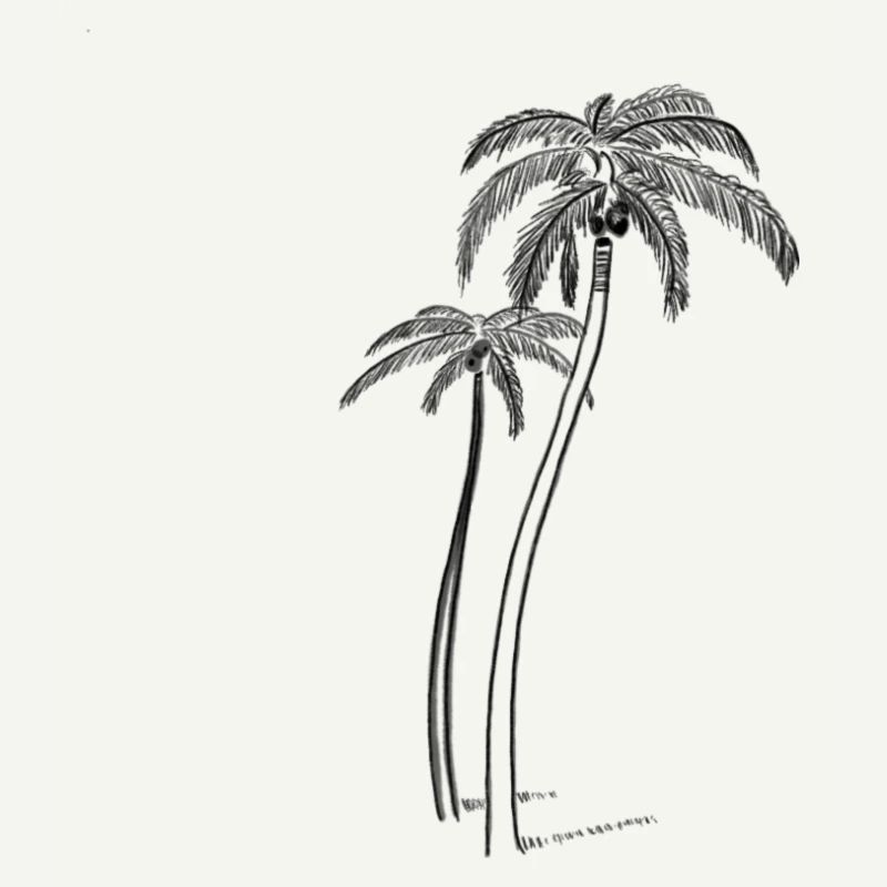 Palm trees with coconut