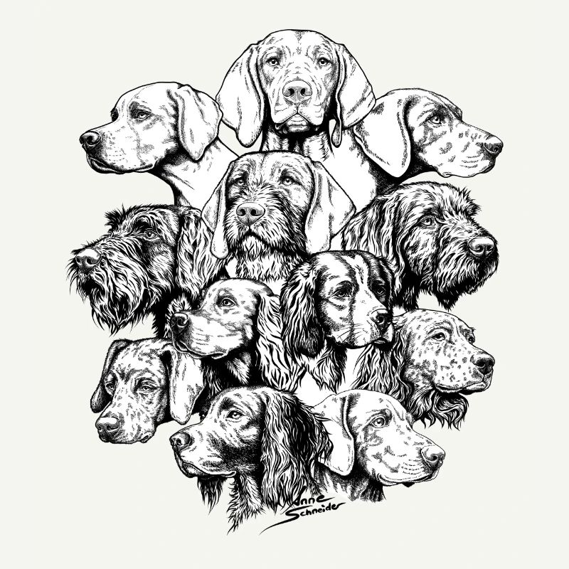 Hidden Object Pointing Dogs