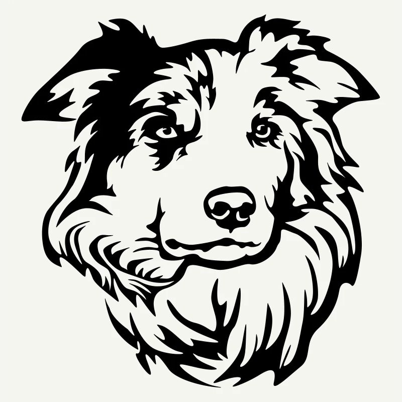 Border Collie Head