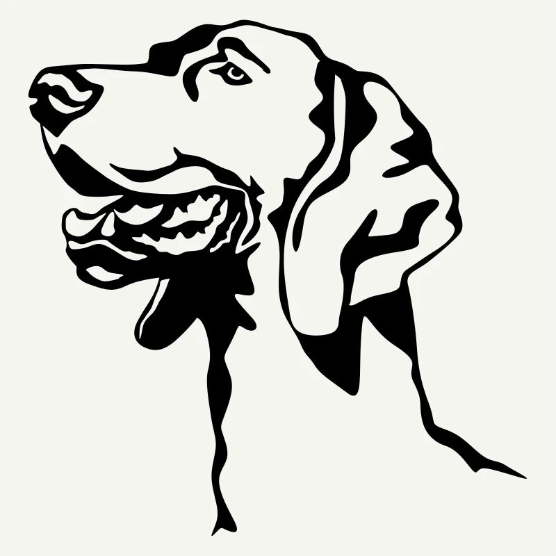 Weimaraner Kopf