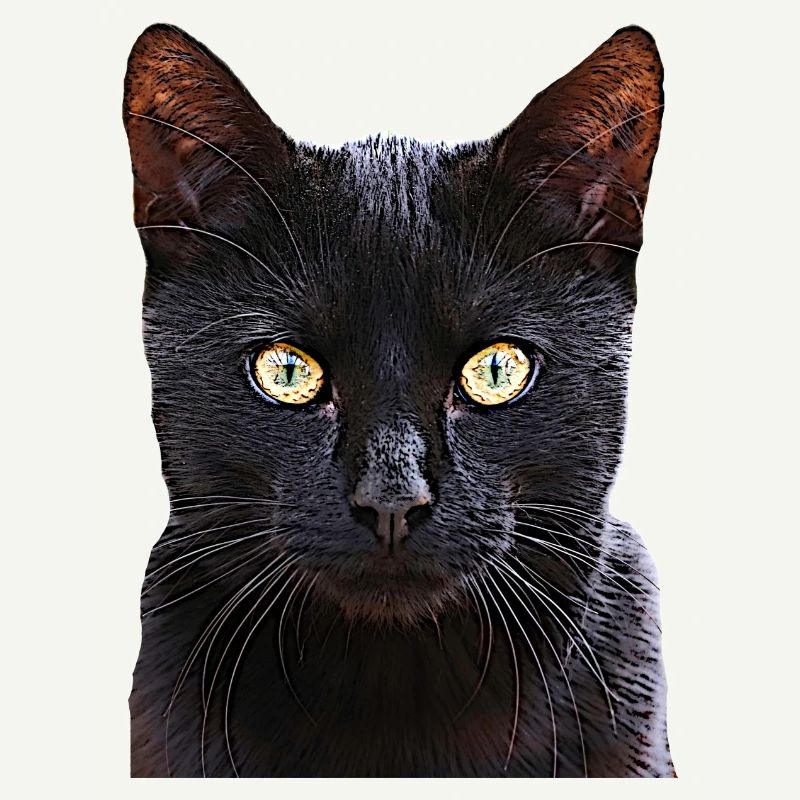 Chat chat cat cats