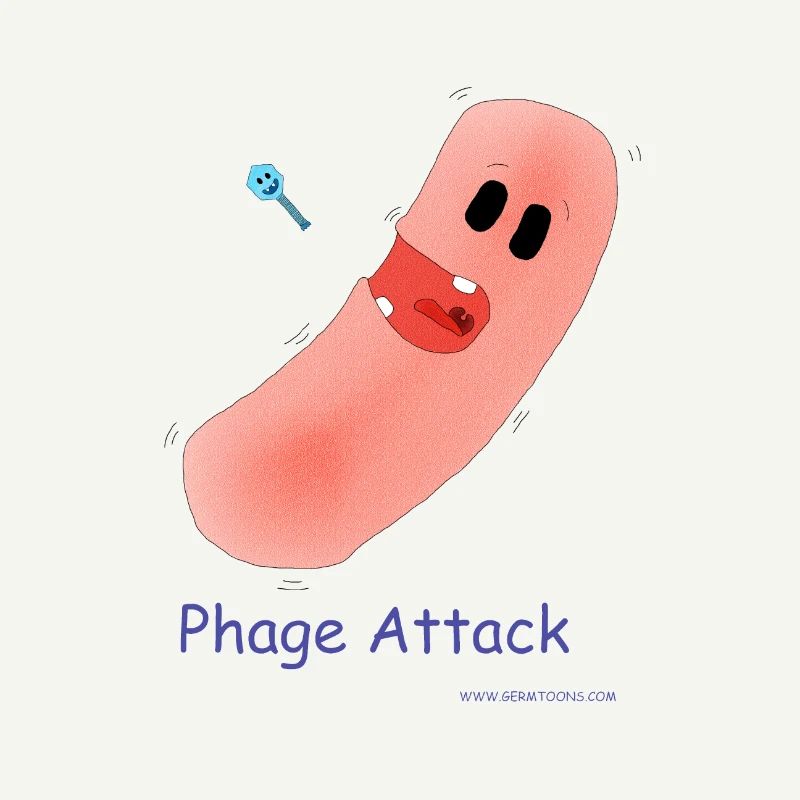 Attaque du phage - Bactéries et bactériophages