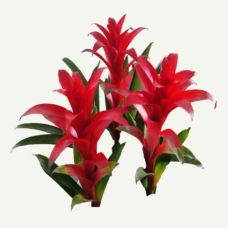 Vibrant_Red_Bromeliads