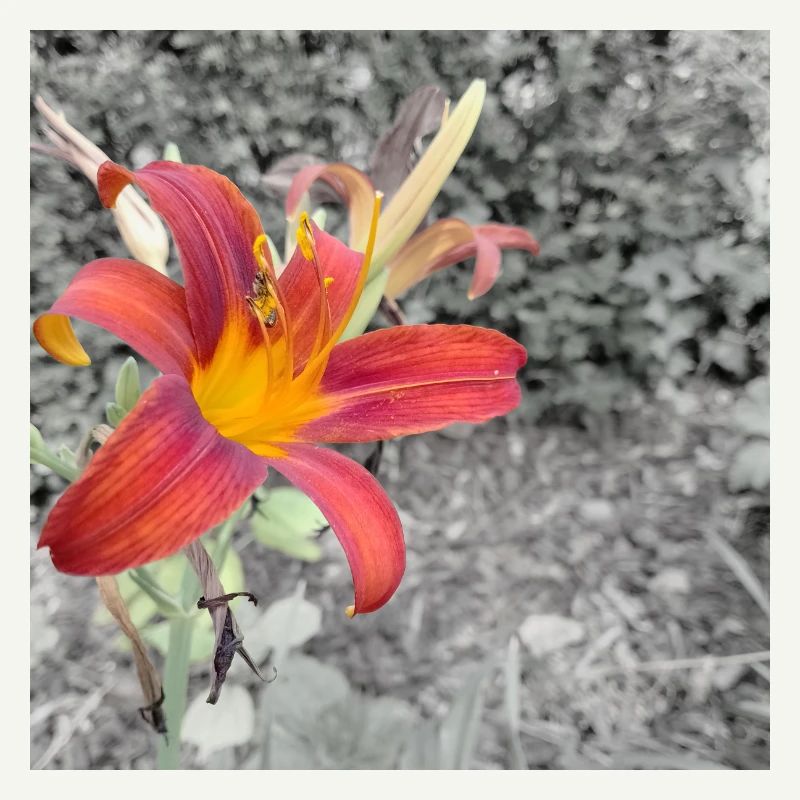 Contraste de couleurs éclatant comme un lycérophe