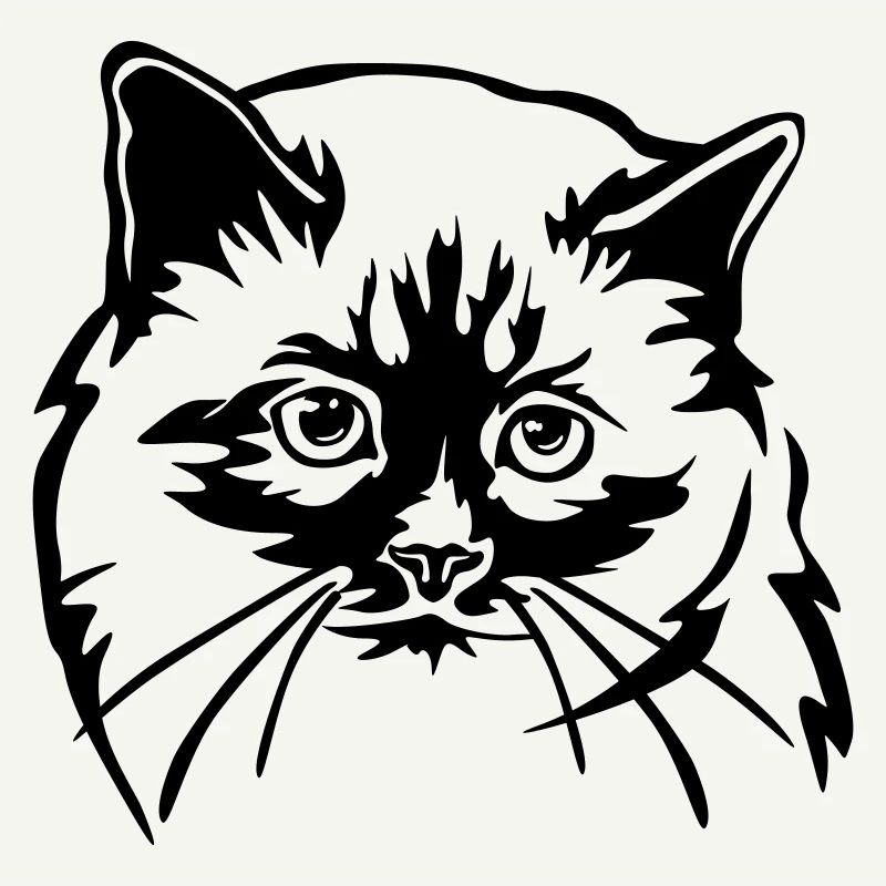 Birman Cat