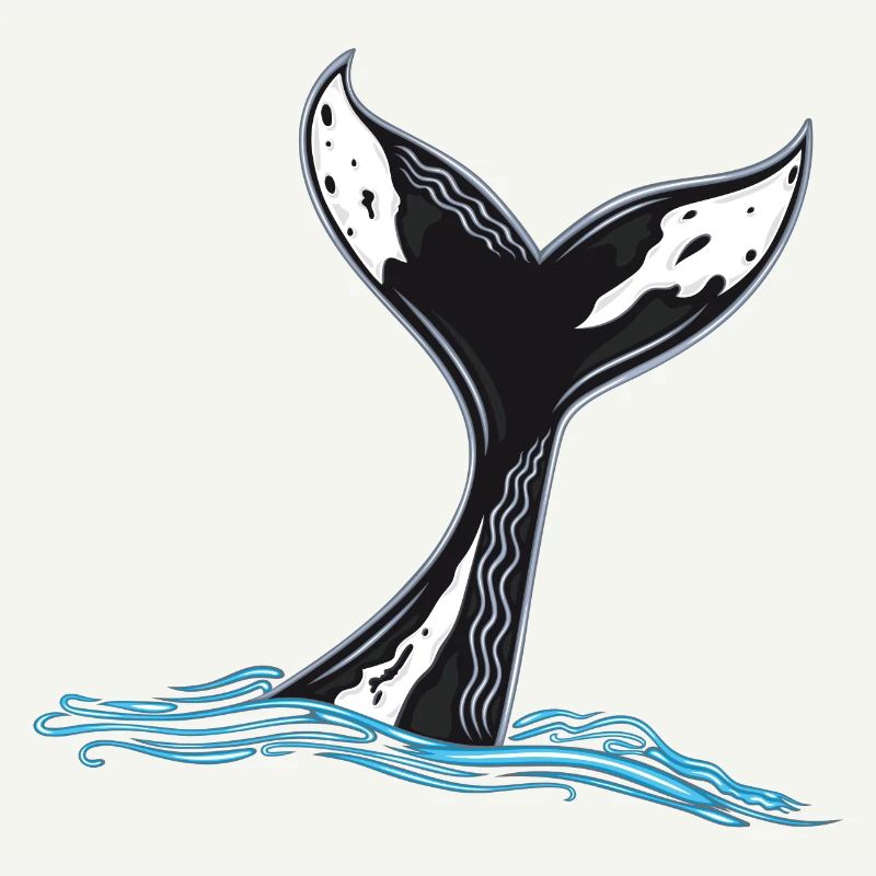 Rorqual commun