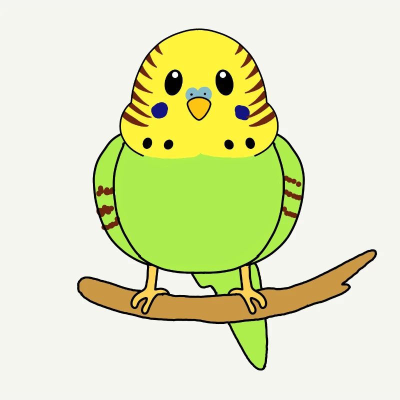 Budgerigar