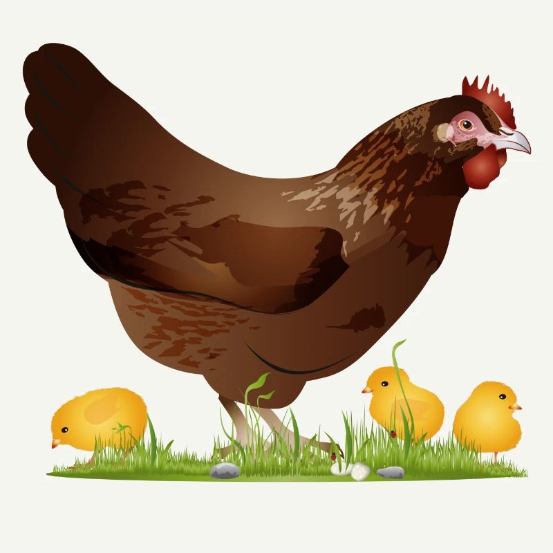brown chicken with freshly hatched chicks