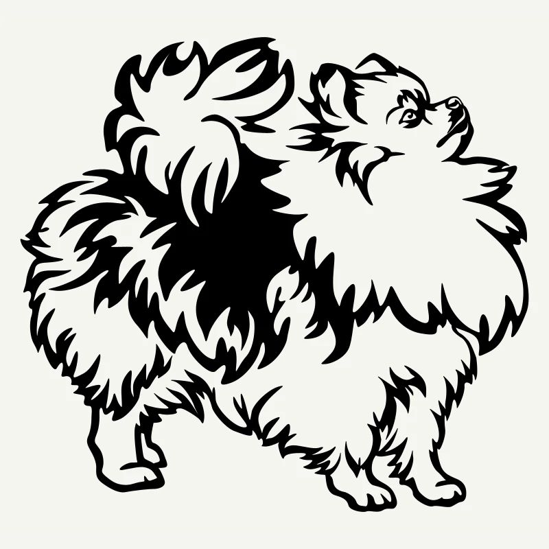 Spitz nain