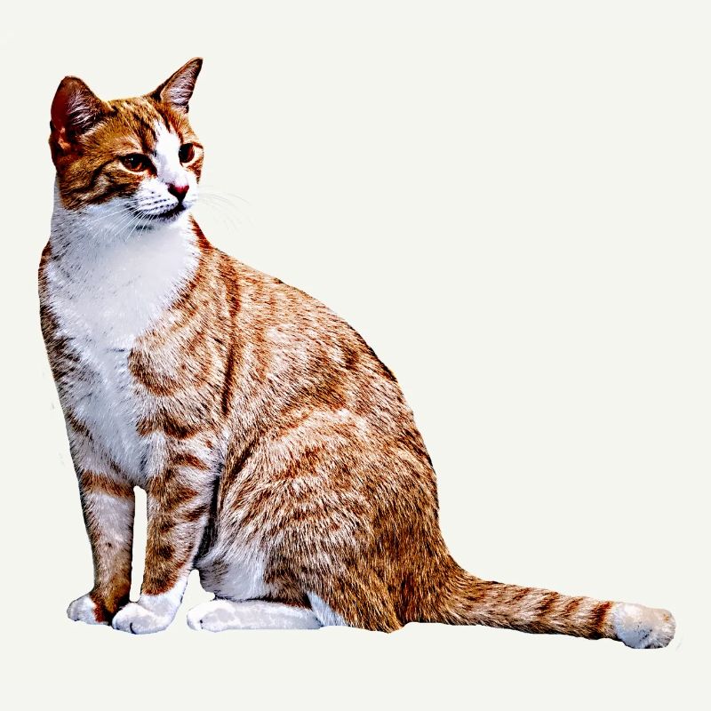 Chat Chat Chat Cat Cats Amour de chat