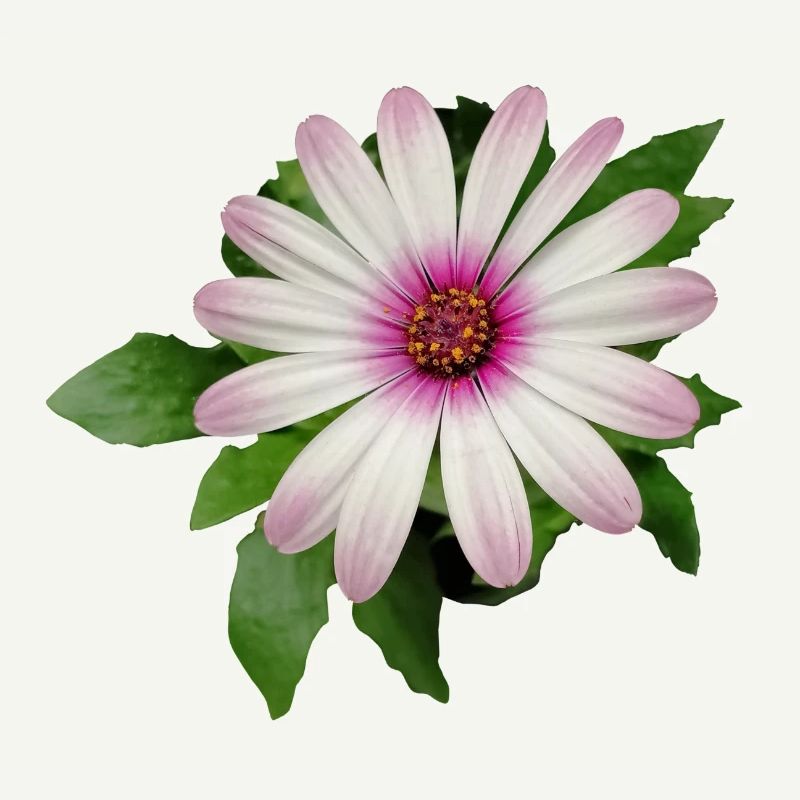 FLEUR DE PANIER DE CAPE VIOLETTE ET BLANCHE