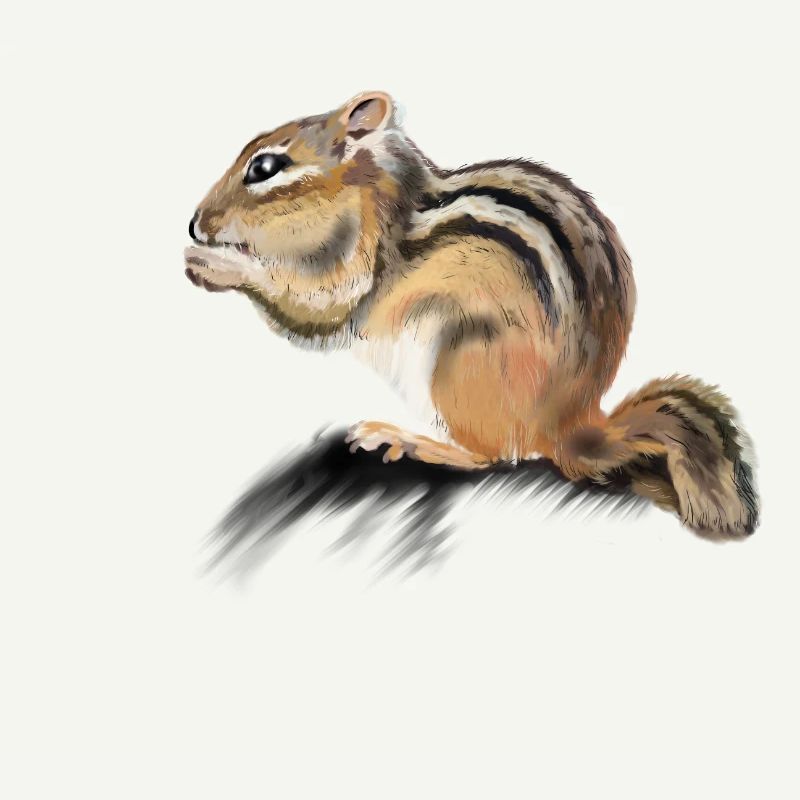chipmunk