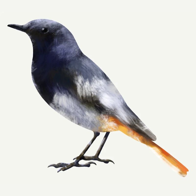 Redstart