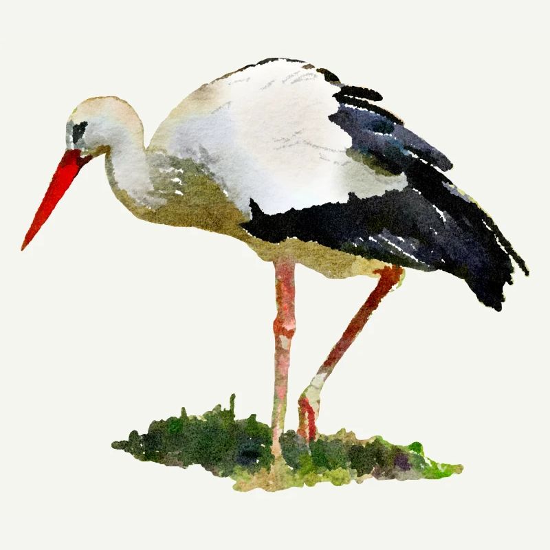 stork