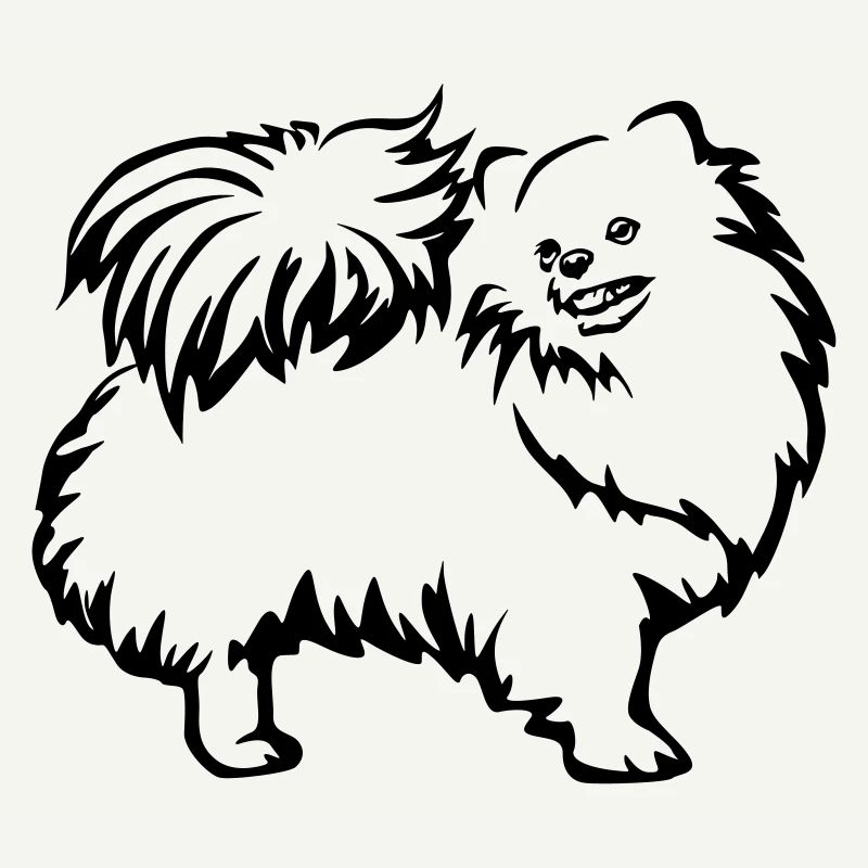 Spitz nain