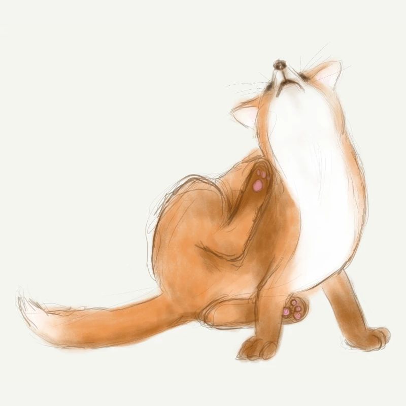 Griffer le renard mignon dessin d’animal