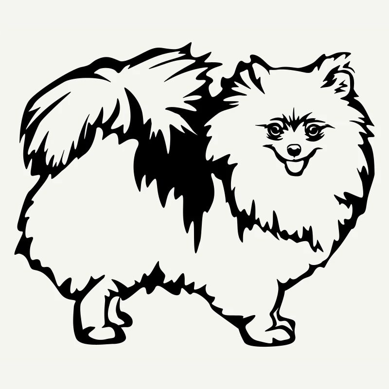 Spitz nain