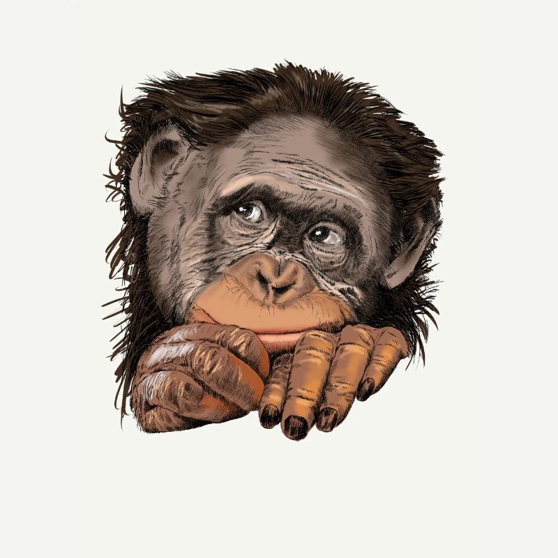 Monkey