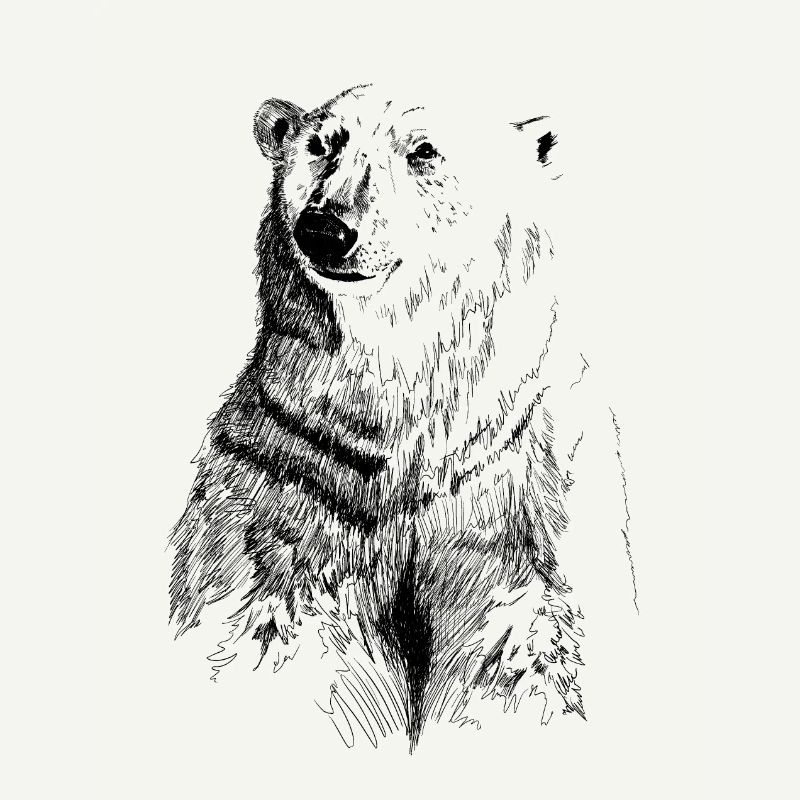 ours blanc