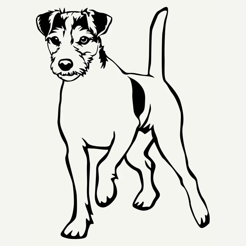 Parson Russell Terrier