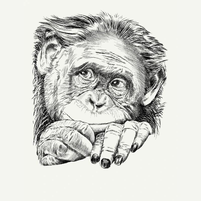 Monkey