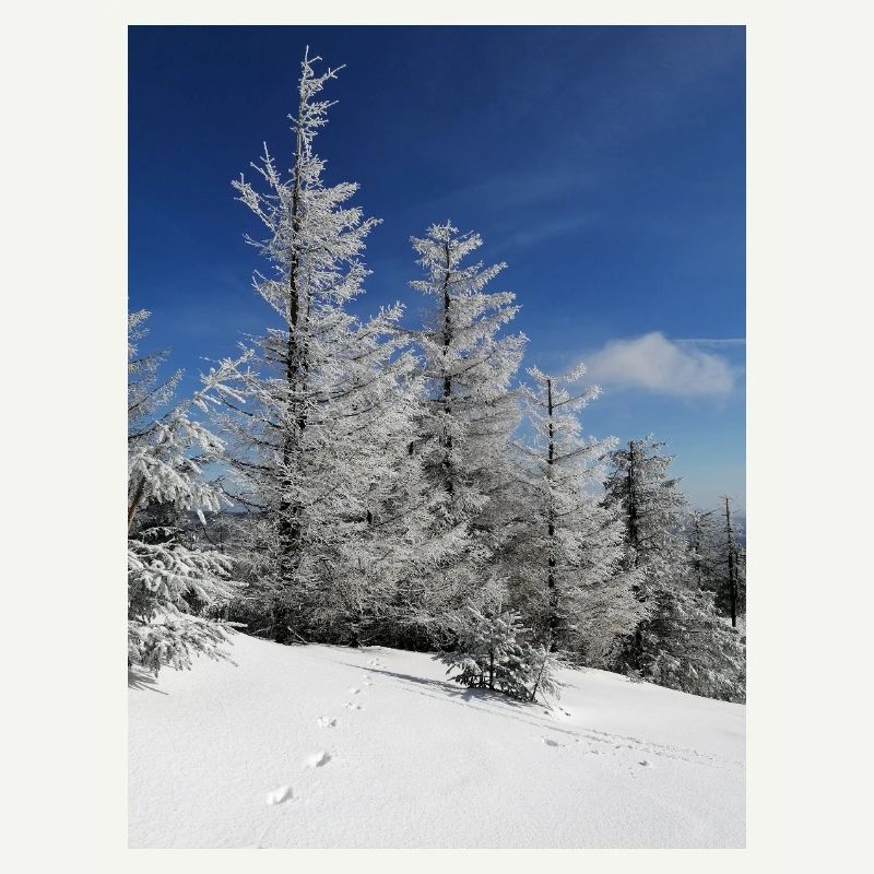 Winter Forest Snow Magic