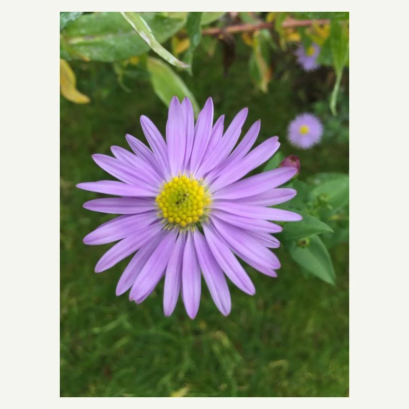 fleur pourpre