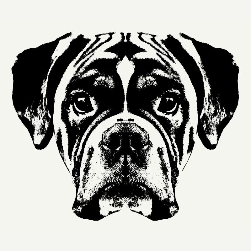Boxer / Tête / Chien / Graphique