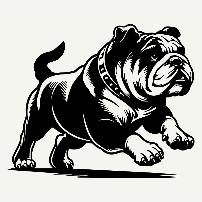 Bouledogue anglais