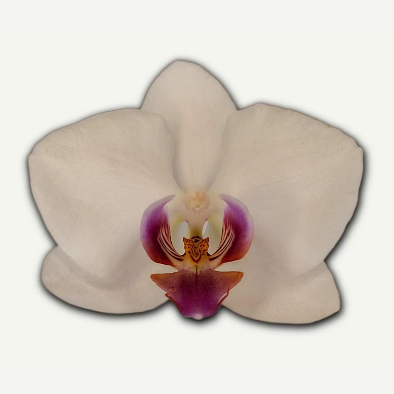 Orchids