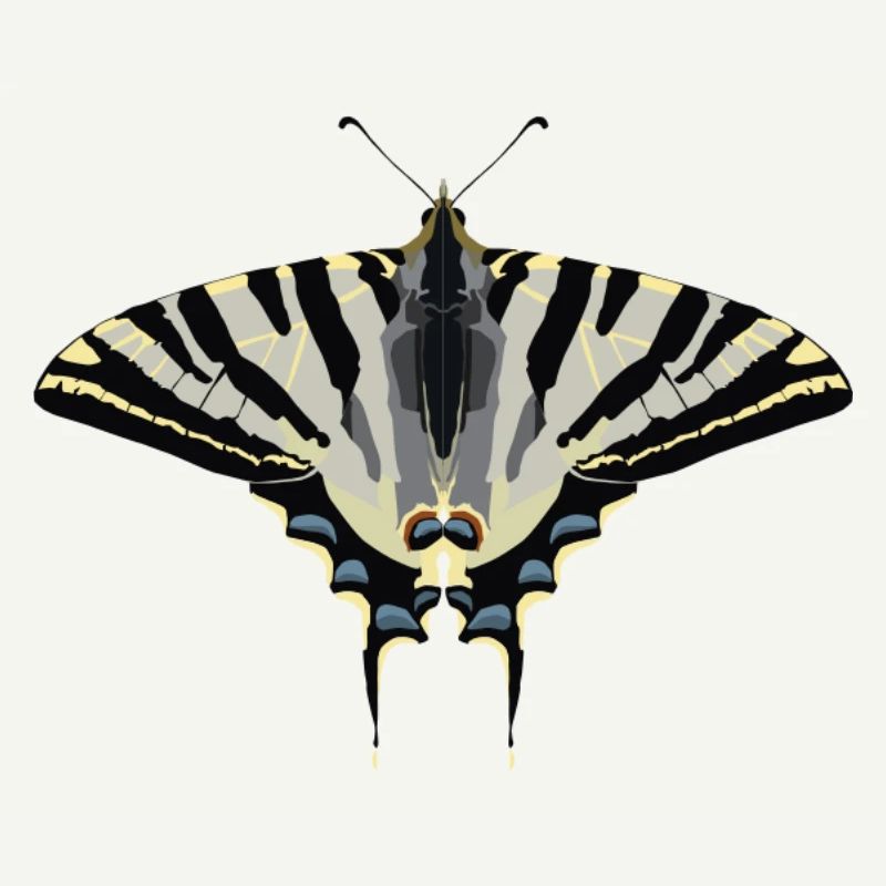 Butterflies: The Sail Butterfly